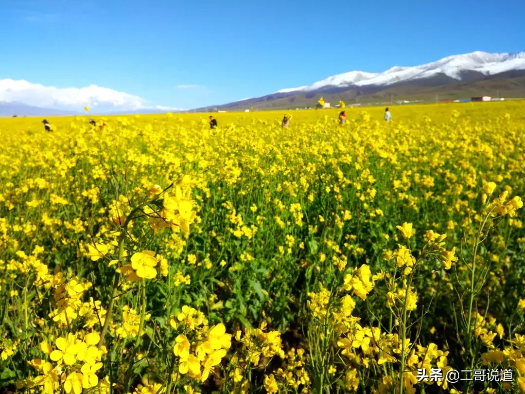 青海油菜花季盛放，美景如画迎春绽放