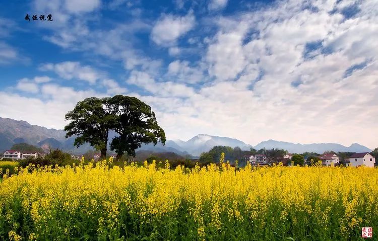 岳西新讯：美好安徽，共赏春风画卷