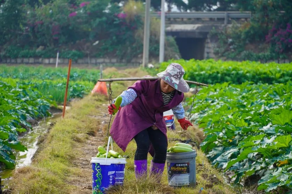 西葫芦近期市场价格动态