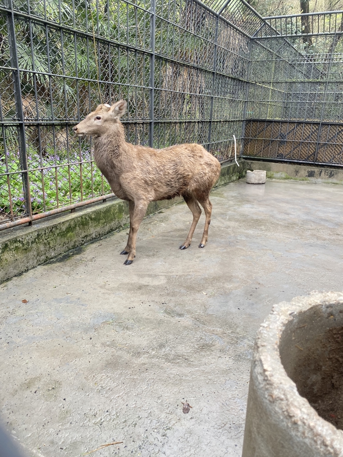 热销中的凉山地区纯种小猎犬，待领养新宠儿！