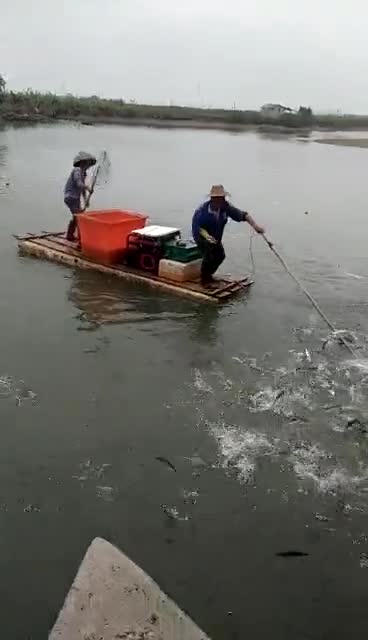 揭秘最新海域电鱼惊心动魄瞬间，高清视频首次曝光！