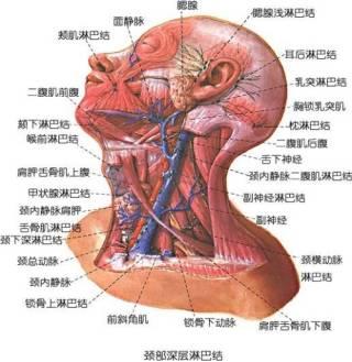 前沿解析：颈部淋巴结分区新标准与全面分类指南