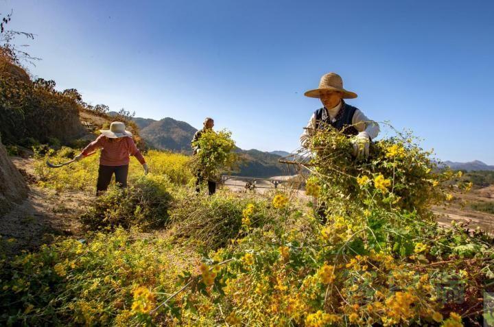 最新资讯：野菊花市场动态一览