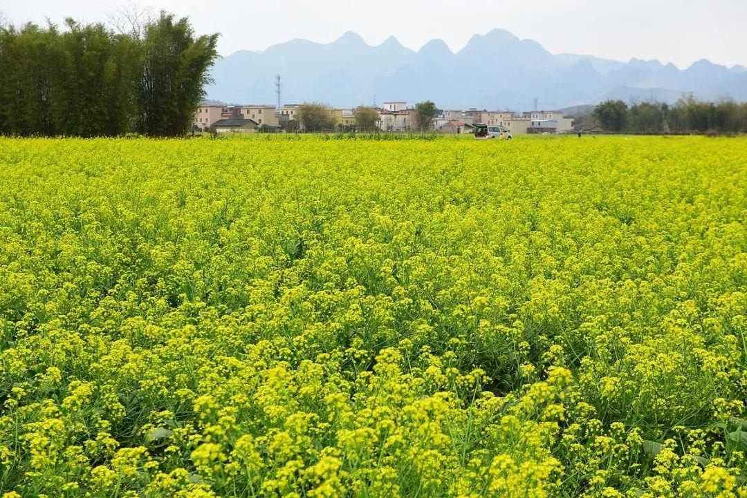 全新菜心品种盘点：一网打尽时下热门菜心种类